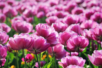 Pink tulip field