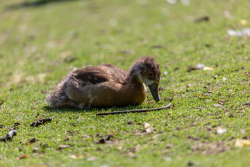 Young bird near on the grass