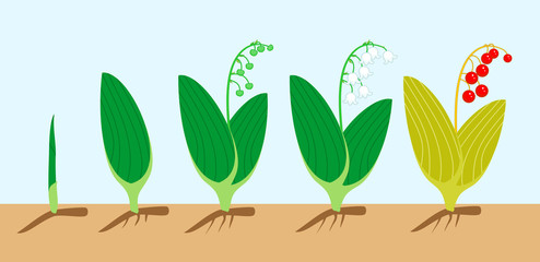 Life cycle of Lily of the valley or Convallaria majalis. Stages of growth from green sprout to adult plant with flowers, red berries and root system © Kazakova Maryia