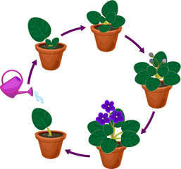 Stages of vegetative reproduction of African violets (Saintpaulia). Sequence of stages of plant growth from leaf section to mature plant with flowers © Kazakova Maryia