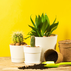Home plant cacti in pots on a bright yellow background. Transplanting plants. The concept of spring.