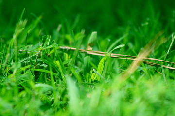 Grassy Time