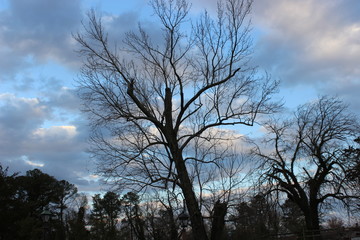 Fototapeta na wymiar Tree in storm