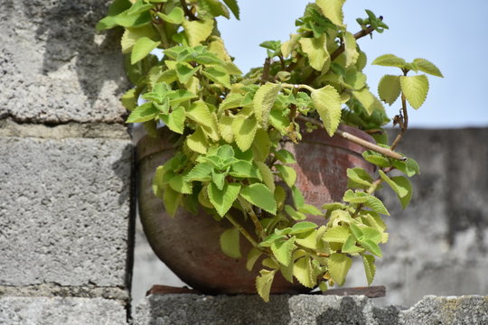 Plectracthus amboinicus, or&eacute;gano cubano, fr&aacute;nces, brujo, menta mexicana, tomillo espa&ntilde;ol, borraja india utilizado para cocinar y medicamento alivia la epilepsia, desinfectante, antinic&oacute;tico, relajante