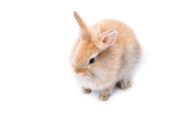 Brown adorable baby rabbit on white background.