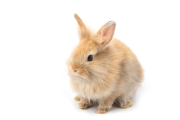 Brown adorable baby rabbit on white background.