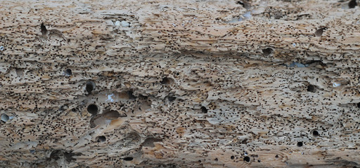 Old log, texture for the surface of the wall.