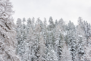 Silvaplana, Surlej, Winterlandschaft, Winter, Wintertag, Neuschnee, Lawinengefahr, Gefahr, Oberengadin, Wald, Waldweg, Graubünden, Alpen, Schweiz