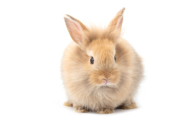 Brown adorable baby rabbit on white background.