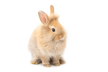 Brown adorable baby rabbit on white background.