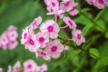 Fototapeta na wymiar close-up pink flower phlox on a bokeh background