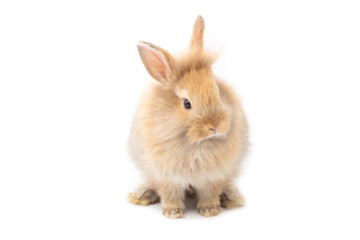 Obraz premium Brown adorable baby rabbit on white background.