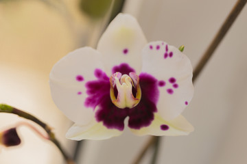 retty Blooming Purple Orchid flower - Image.