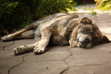 Naklejka premium Large friendly dog lying on the track, against the background of summer greenery and stone.