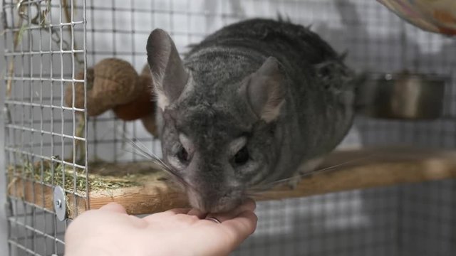 Pet Chinchilla eating from owners hand