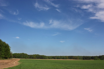 Fototapeta premium Spring field with green shoots, road, forest and bright blue sky with white clouds.