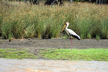 Cigüeña de pico amarillo con sus plumas negras y blanca a orillas del río Wami en el Parque...