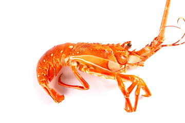 cooked lobster on white background