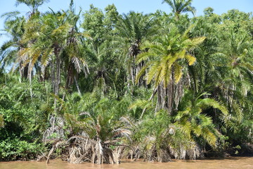 Grupo de palmeras con sus hojas verdes  a orillas del río Wami en el Parque Nacional de Saadani en Tanzania, Africa del Este.