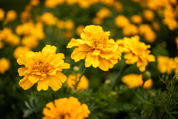 yellow flowers in garden