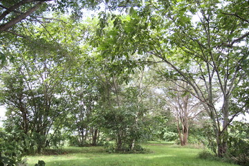 Obraz premium 強い日差し