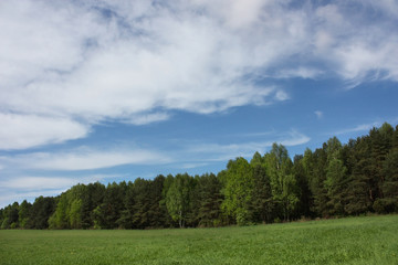 Spring field with green shoots, forest and bright blue sky with white clouds.