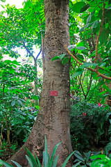 antiaris toxicaria tree in a park, china