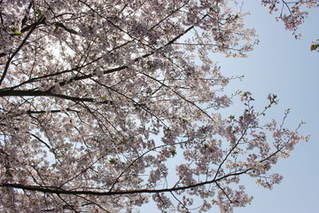 桜と青空