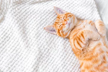 Foto op Aluminium Ginger cat sleeping © mizina