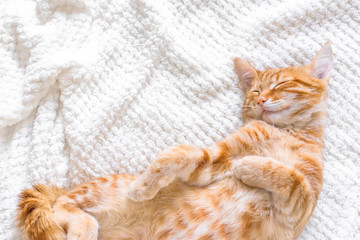 Ginger cat sleeping