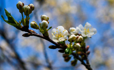 blossoming branch cherry against the blue sky