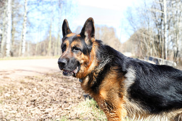 Dog German Shepherd on the road in a sping day