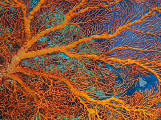 The amazing and mysterious underwater world of Indonesia, North Sulawesi, Bunaken Island, gorgonian coral