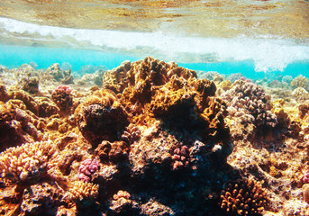 Coral reef