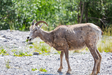 Mountain goat