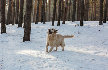 Retriever in winter forest