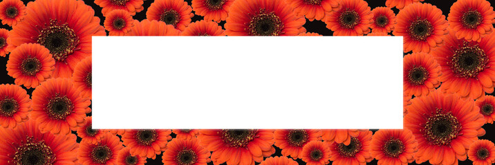 Blumen als Rahmen, orange Gerbera