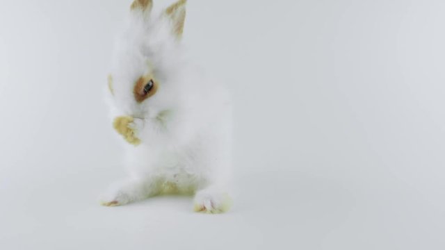 White rabbit with brown ears, washing itself, shows tongue, walks away, white background 