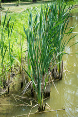 Staw w parku © Heroc