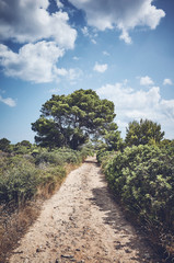 Color toned picture of a countryside road, Mallorca, Spain.