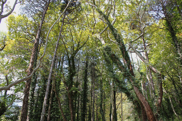 Dense Forest next to the Pozar Thermal Baths Aridaia Greece