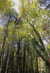 Dense Forest next to the Pozar Thermal Baths Aridaia Greece