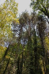 Dense Forest next to the Pozar Thermal Baths Aridaia Greece