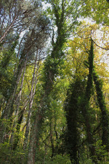 Dense Forest next to the Pozar Thermal Baths Aridaia Greece