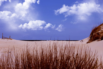 Grass on the Beach