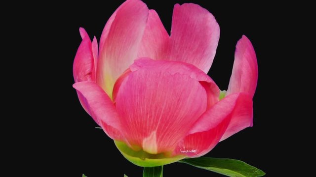 Time-lapse of opening coral peony (Paeonia) flower 3h3 in RGB + ALPHA matte format isolated on black background