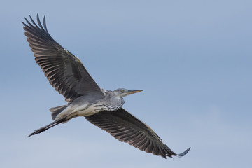 A grey heron glides gracefully through the air in the Kruger National Park, South Africa.
