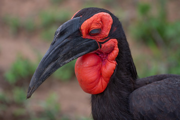 A Southern ground-hornbill with it sooty plumage and bright red face and throat in the Kruger National Park, South Africa.