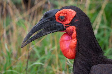 A Southern ground-hornbill with it sooty plumage and bright red face and throat in the Kruger National Park, South Africa.