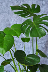 Green Monstera leaves on a grey background. Tropical plant on a grey background.